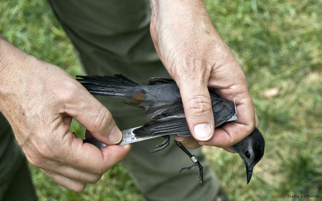 Black Birders Week