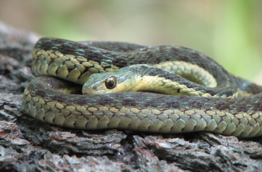 A Slithering Fear