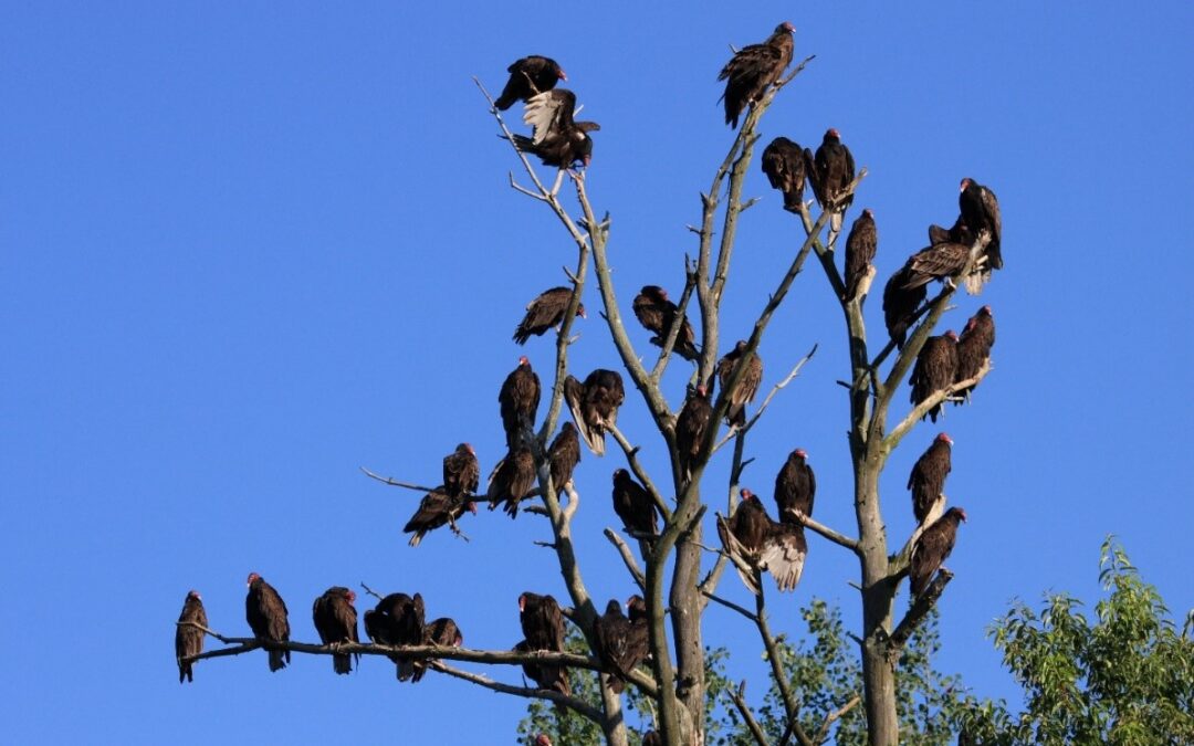 The Importance of Vultures