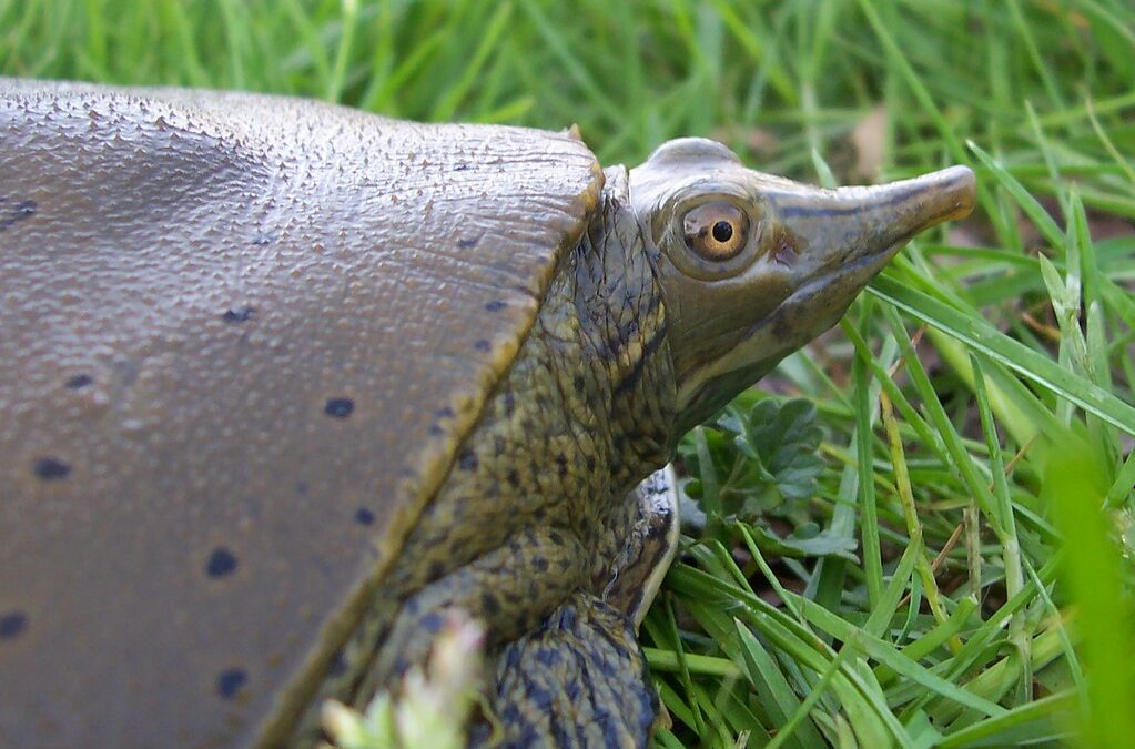 Turtle Etiquette