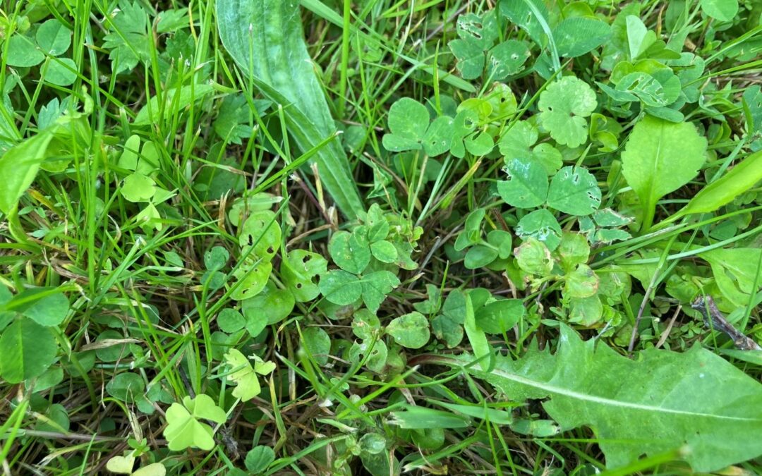 Lawns