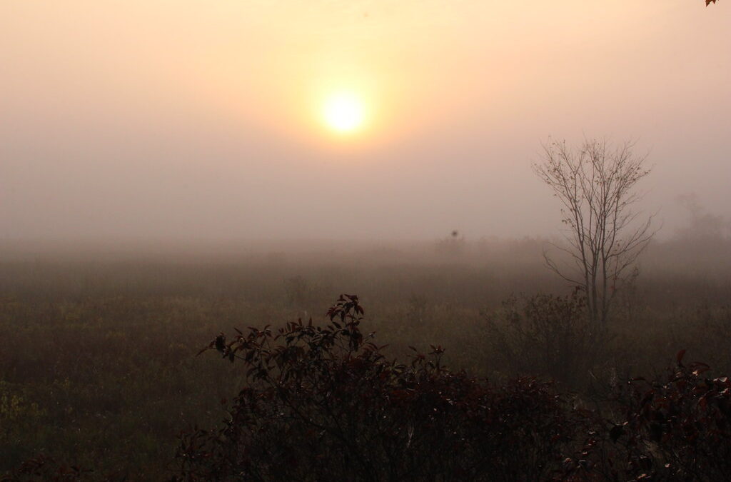 The Sun