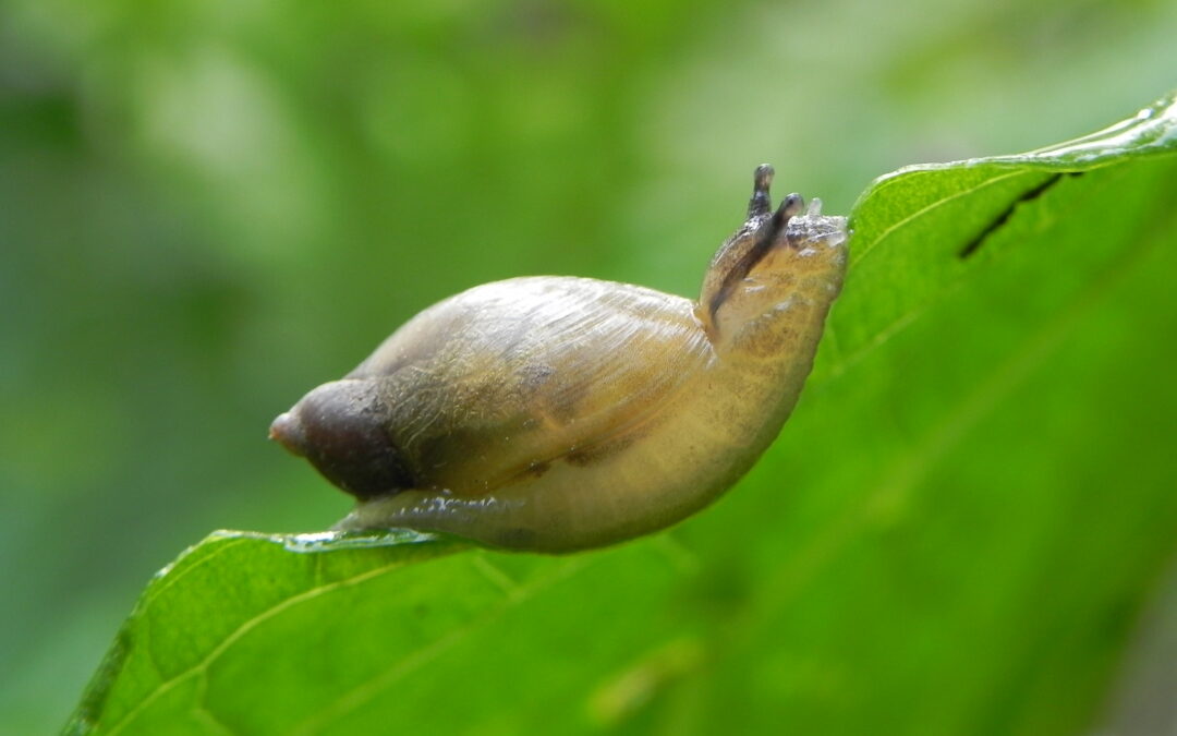 Snails