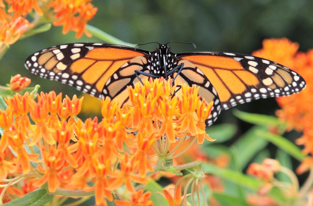 Monarchs in Trouble