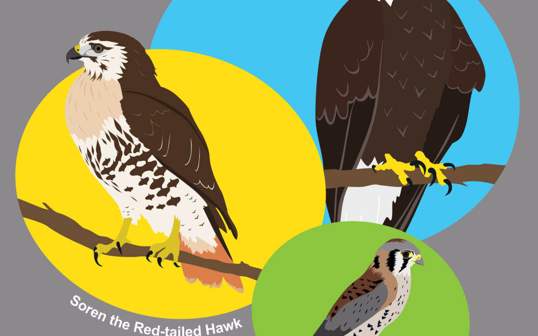 Audubon Celebrates New Birds of Prey With Unique T-shirt