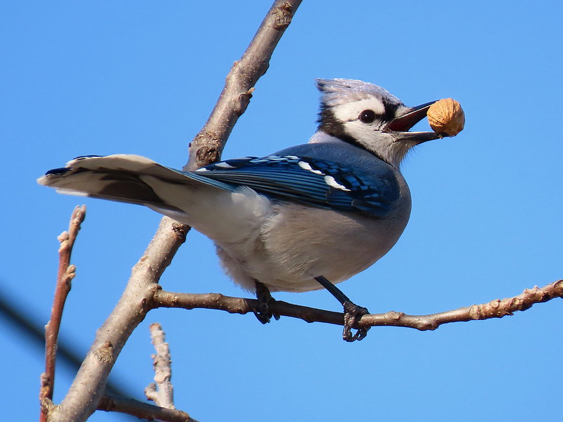 Do the Great Backyard Bird Count
