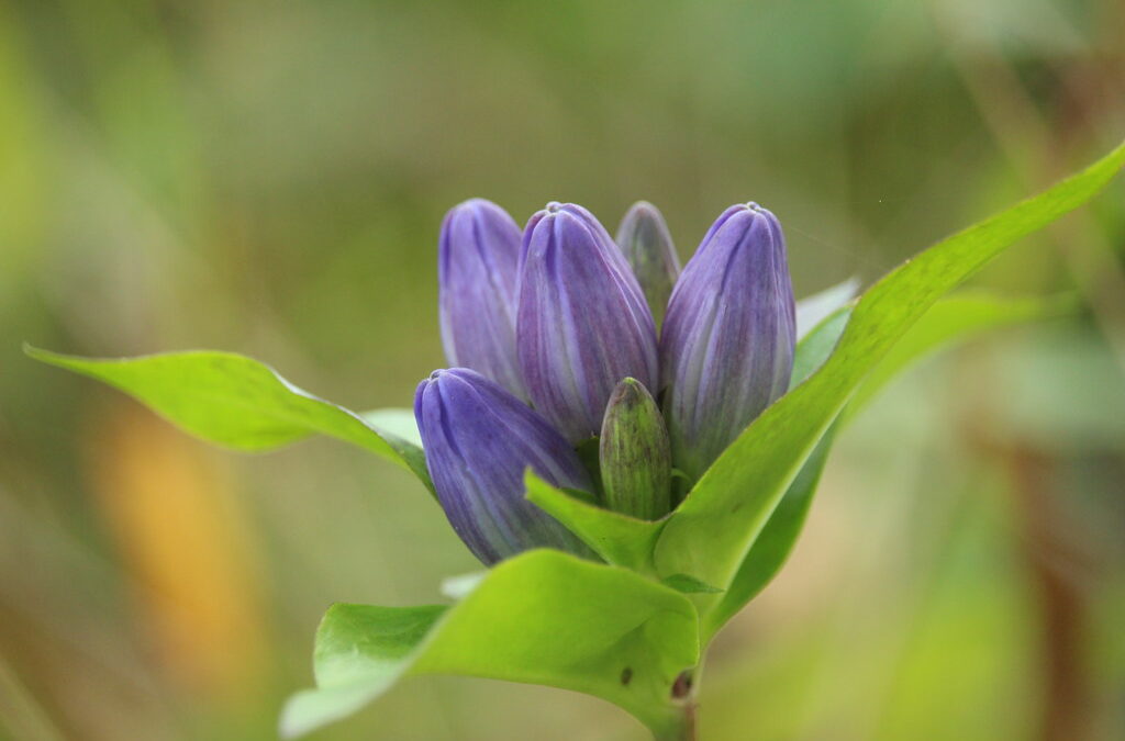 A Gentian Conversation and Conservation