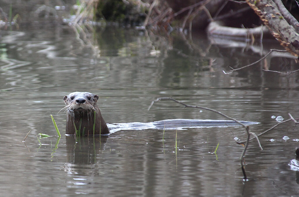Elusive Animals