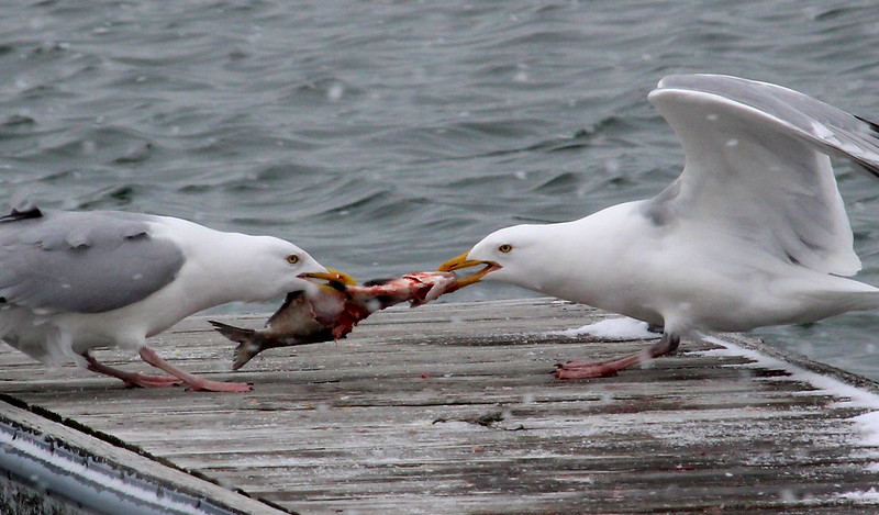 Gulls and Other Urban Animals