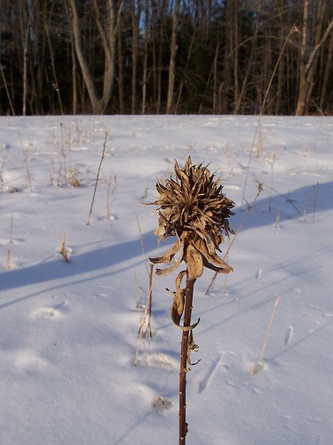 A Winter Meadow