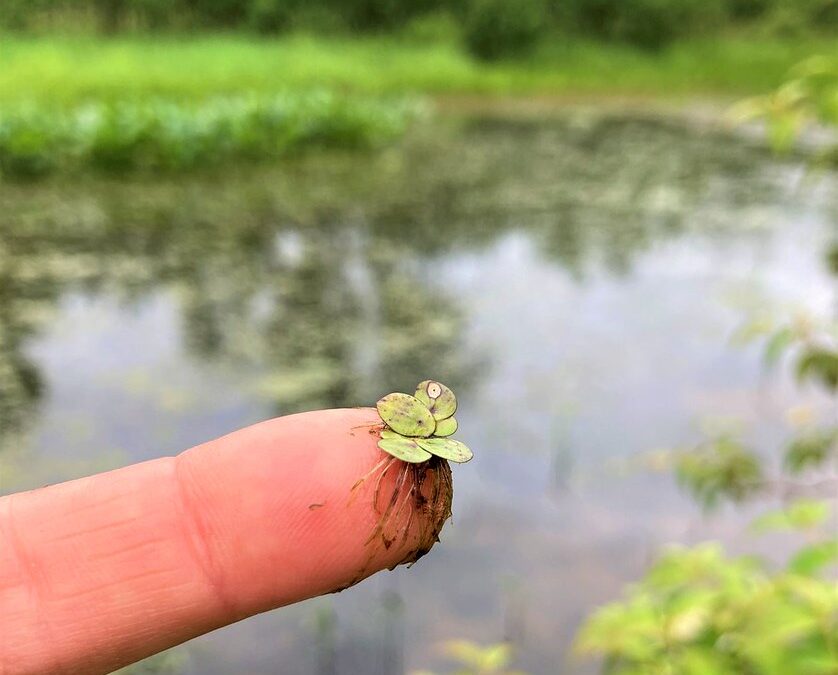 Duckweed