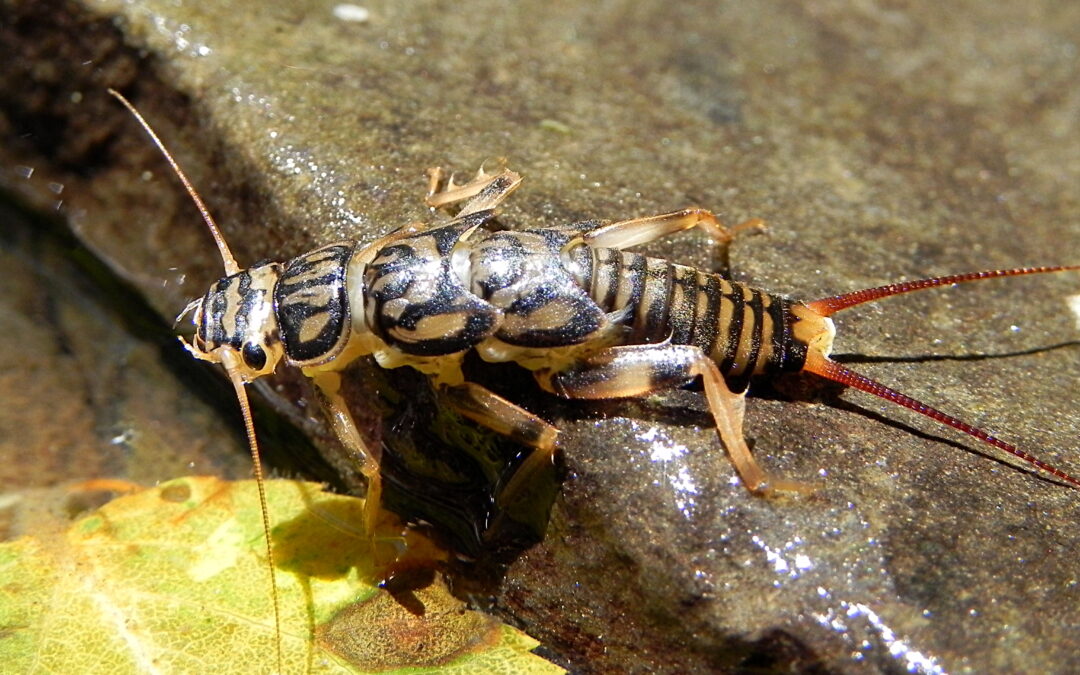 Emergence