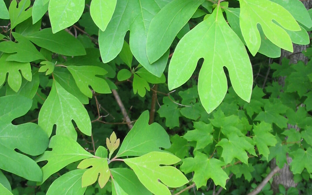Sassafras