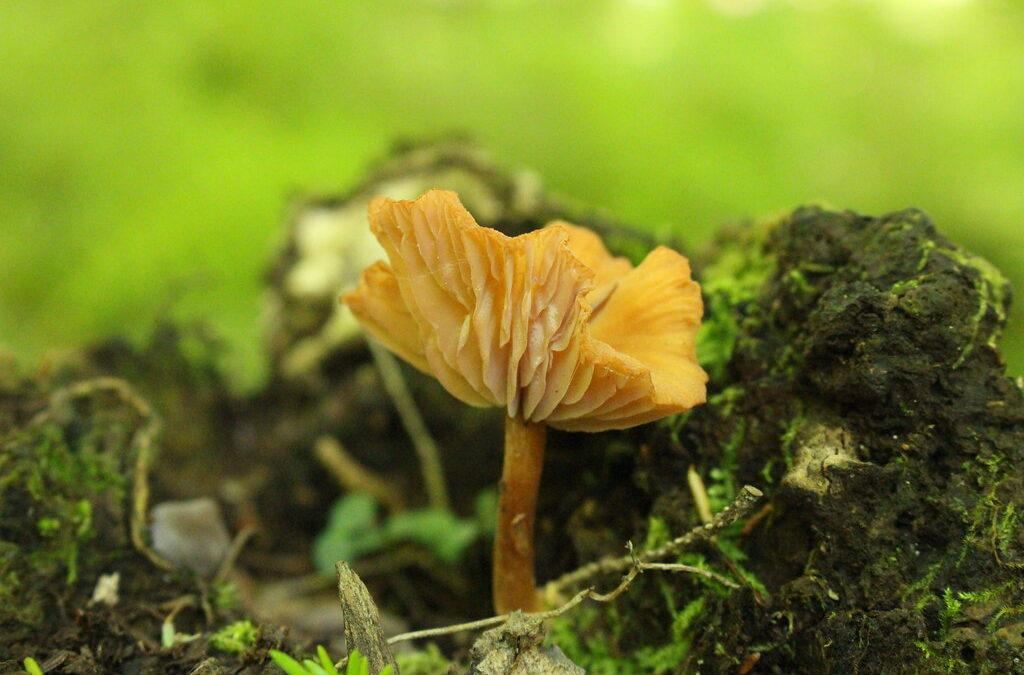 Fungus, Fungus Everywhere