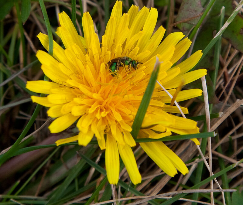 Dandelions