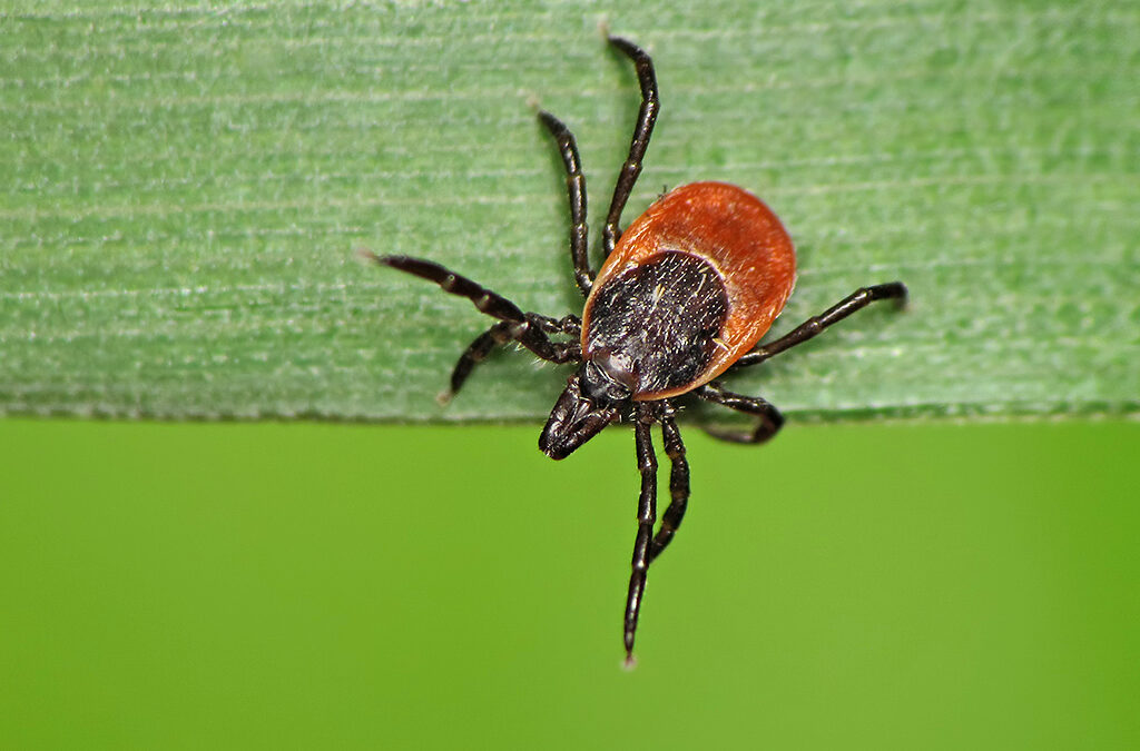 Ticks