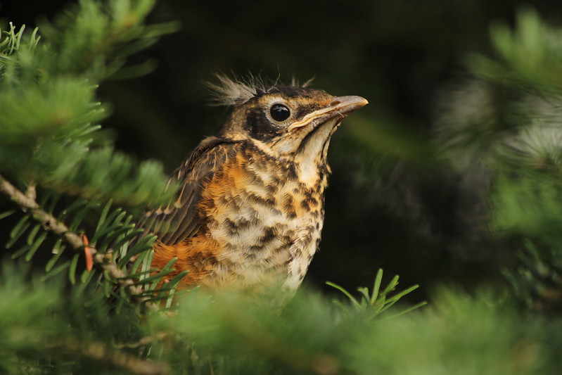 How to Help Wildlife