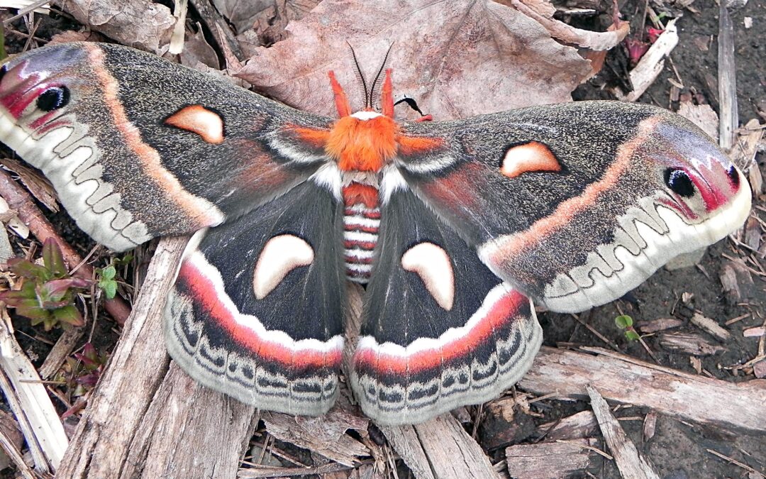 Cecropia Moths