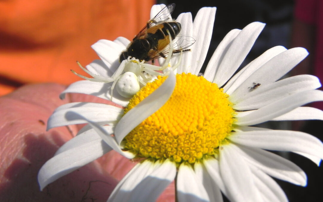 Crab Spiders