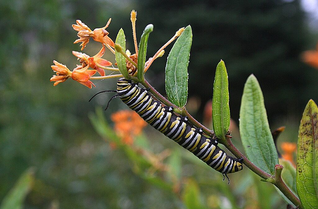 Monarch Butterflies