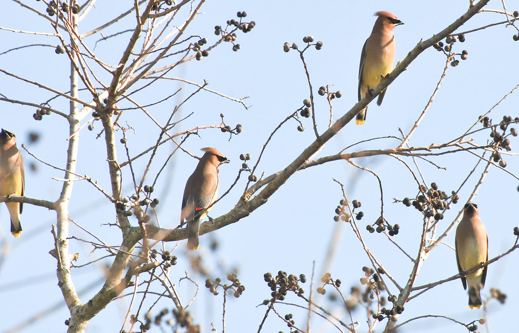 The Fascinating History of Collective Nouns