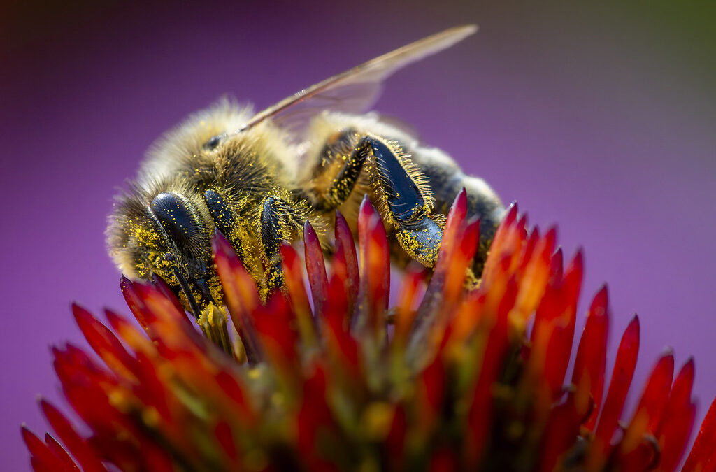Working Bees