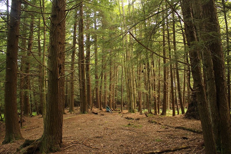 Humanity and the Natural World: Empathy, Intelligence, and the Interdependence of Life