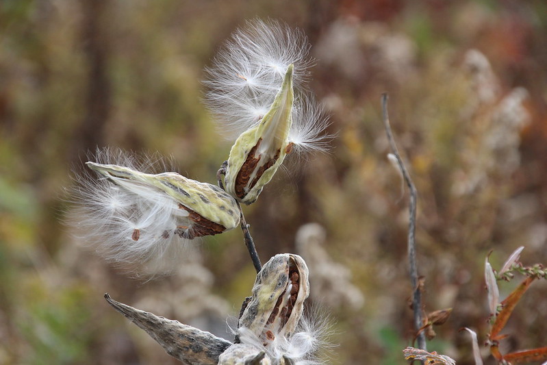 Seeds of Fall