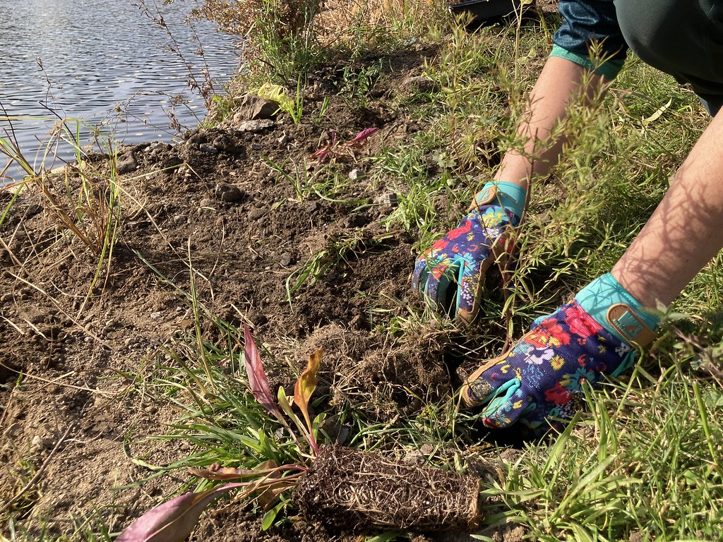 Photo by Katie Finch. At the same time I was discouraged with invasives in my our yard, I saw a call for volunteers to help Chautauqua Watershed Conservancy complete a native planting project along the Riverwalk in Jamestown. I was able to join in for a few hours. Getting my hands in the dirt to do some good work with others was restorative and helped me to keep going.