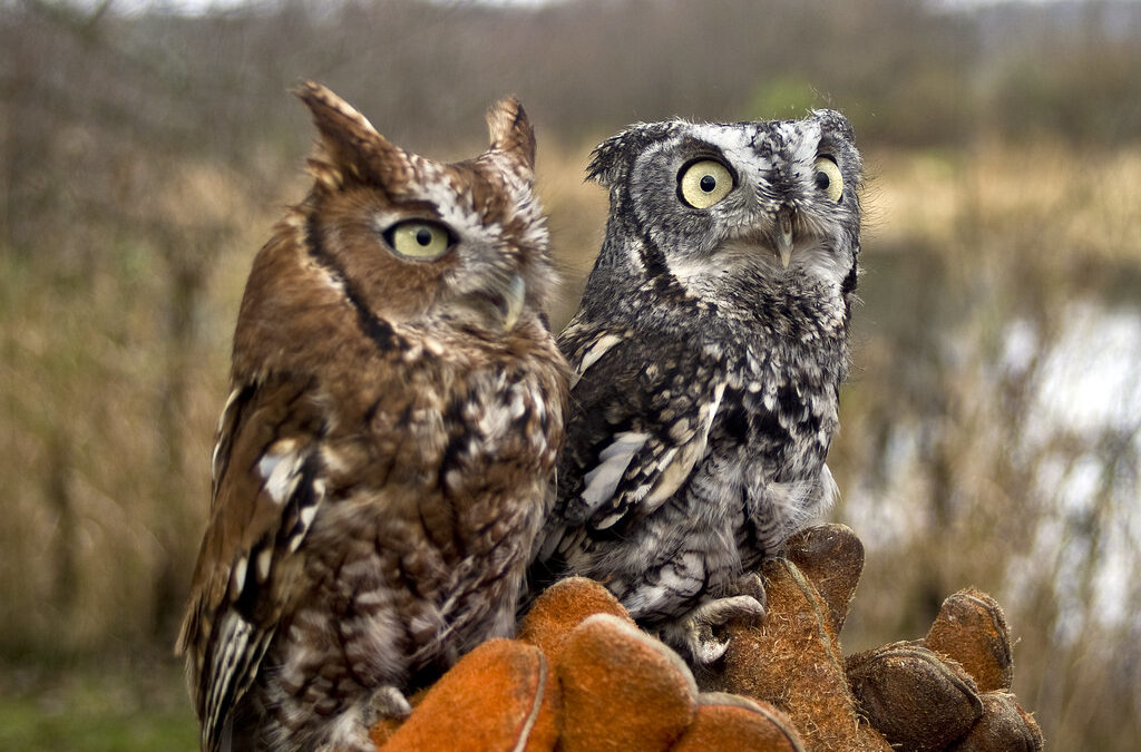 The Fierce and Adorable Eastern Screech Owl
