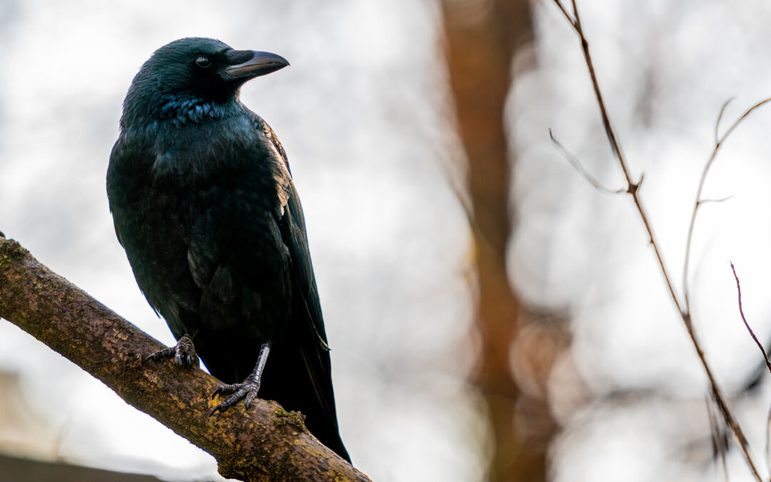 The Corvus Amongst Us
