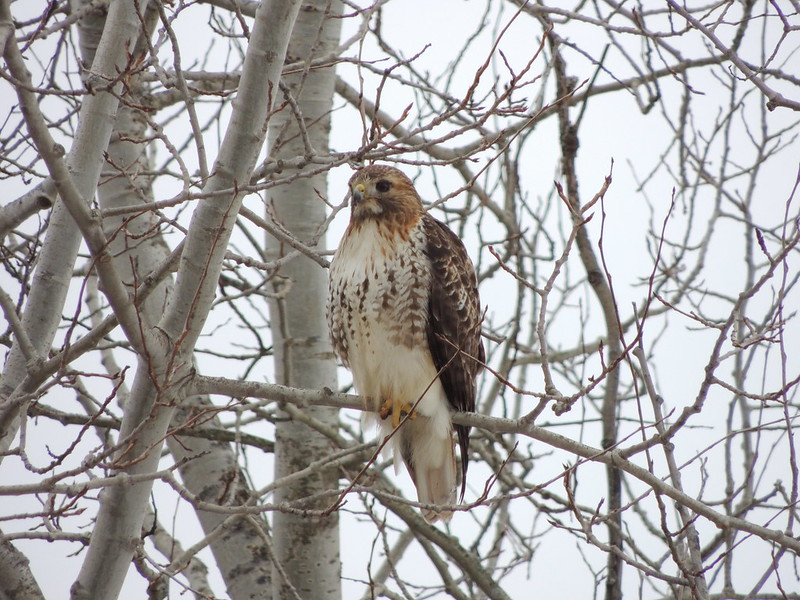 Wildlife through Car Windows