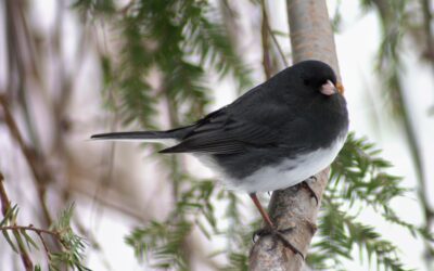 Bird Feeders and The Joy of Casual Birding