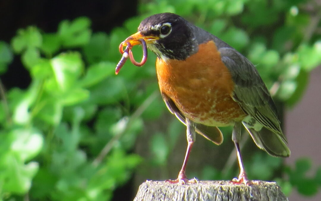 Are Robins a Sign of Spring?  