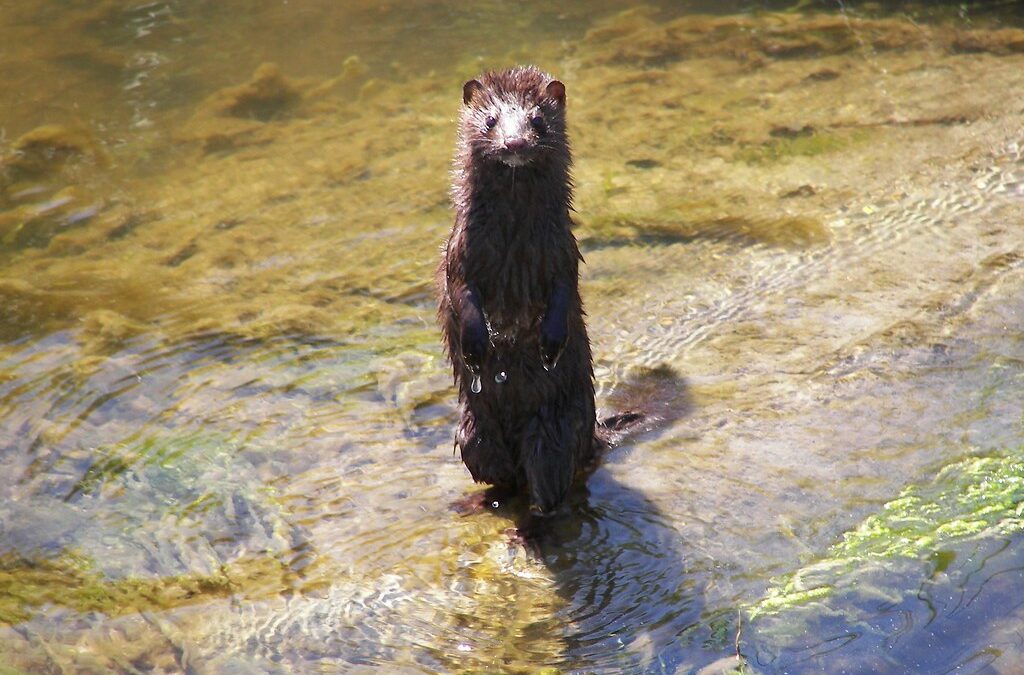 Otters, Minks, and Weasels