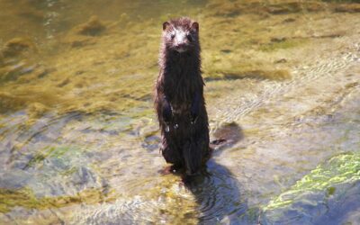 Otters, Minks, and Weasels