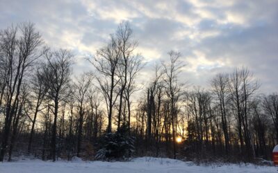 The Shape of Trees