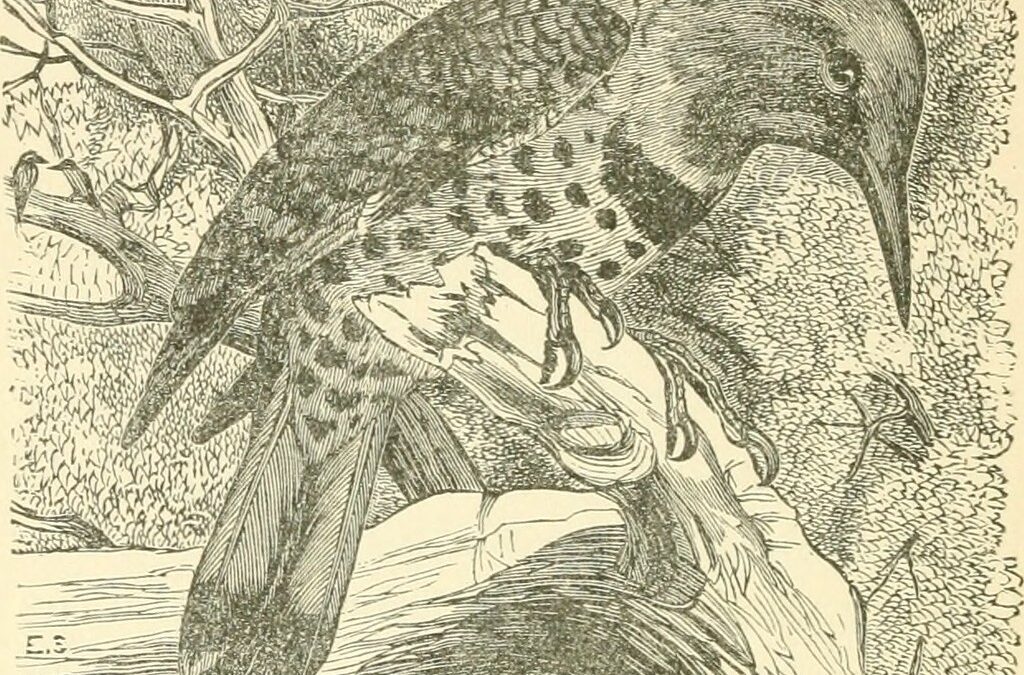 Northern Flicker. Illustrated by Florence Merriam Bailey.