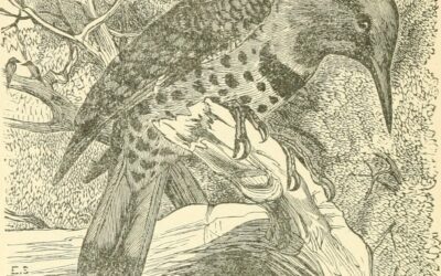 Scientific Illustrations