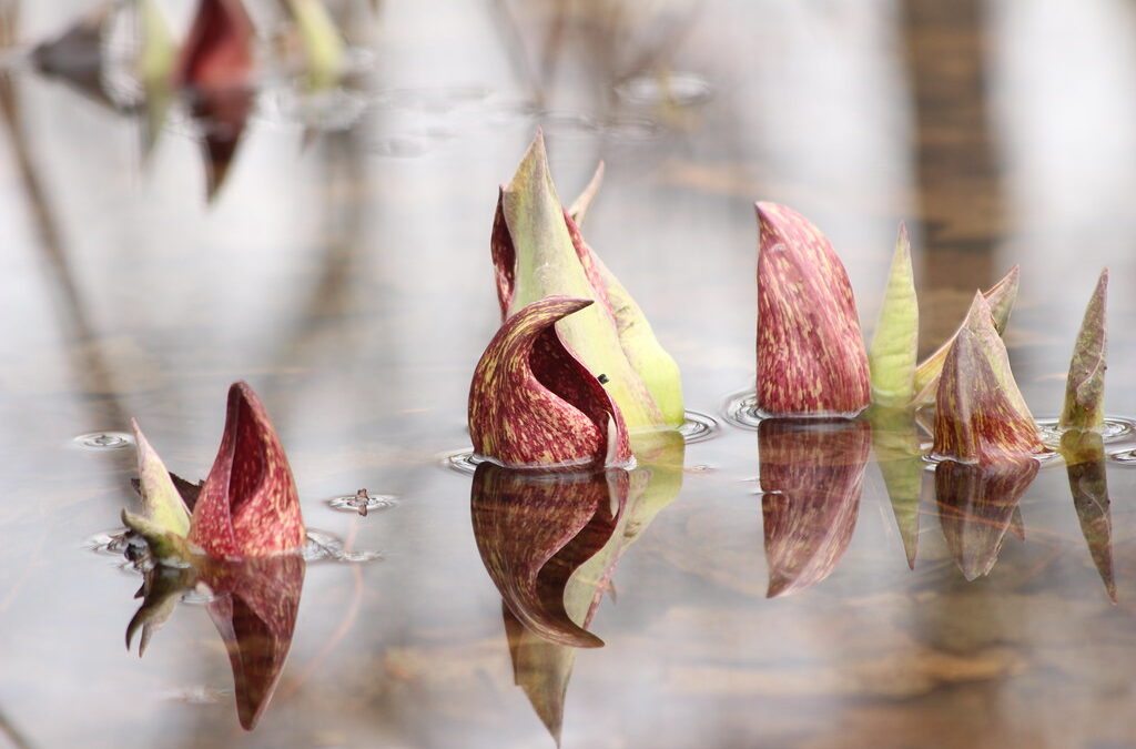 A group of skunk cabbage flowers