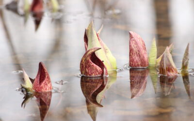A Spotlight on Skunk Cabbage
