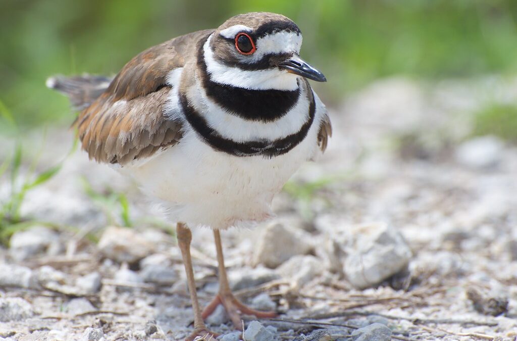 Vociferous Killdeer