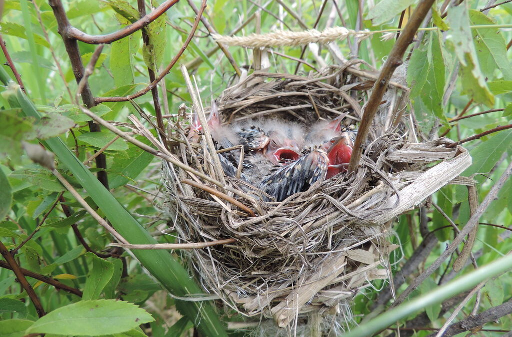 Baby birds in a cup nest