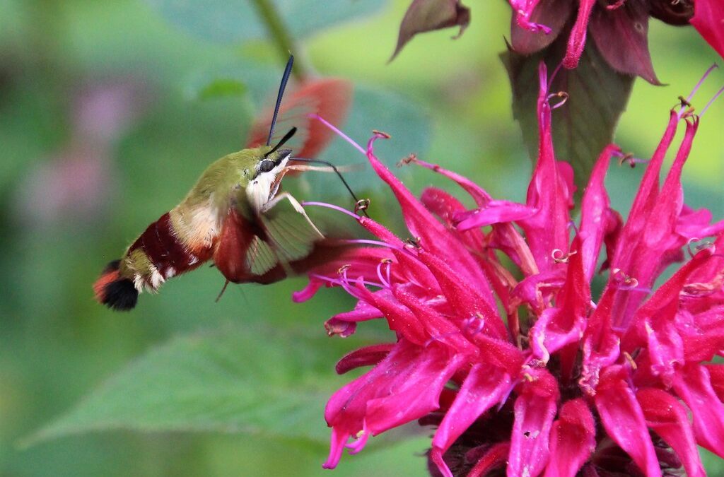 Butterflies and Moths