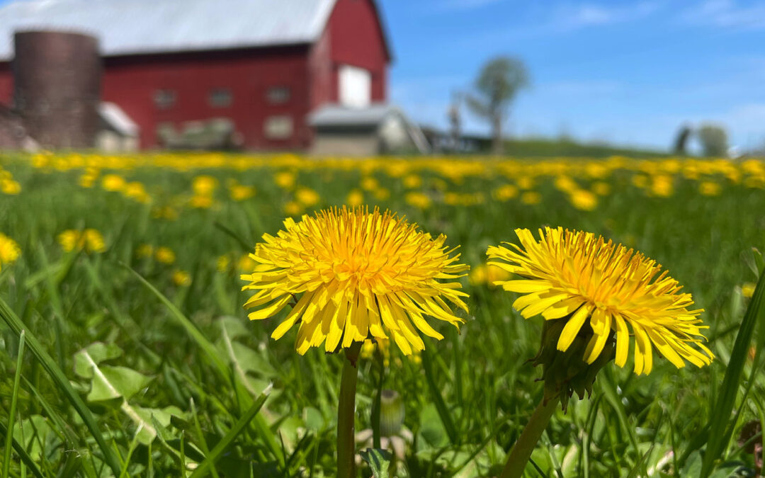 The Hidden Deliciousness of Dandelions