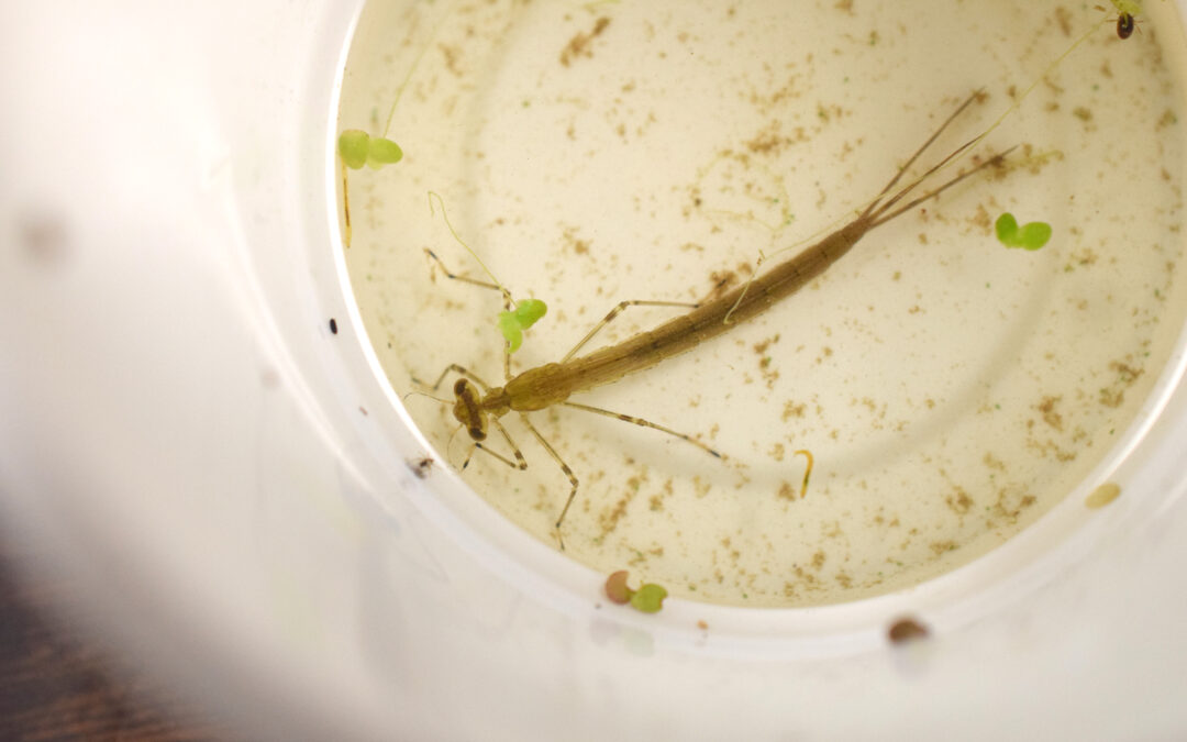 Marvelous Macroinvertebrates