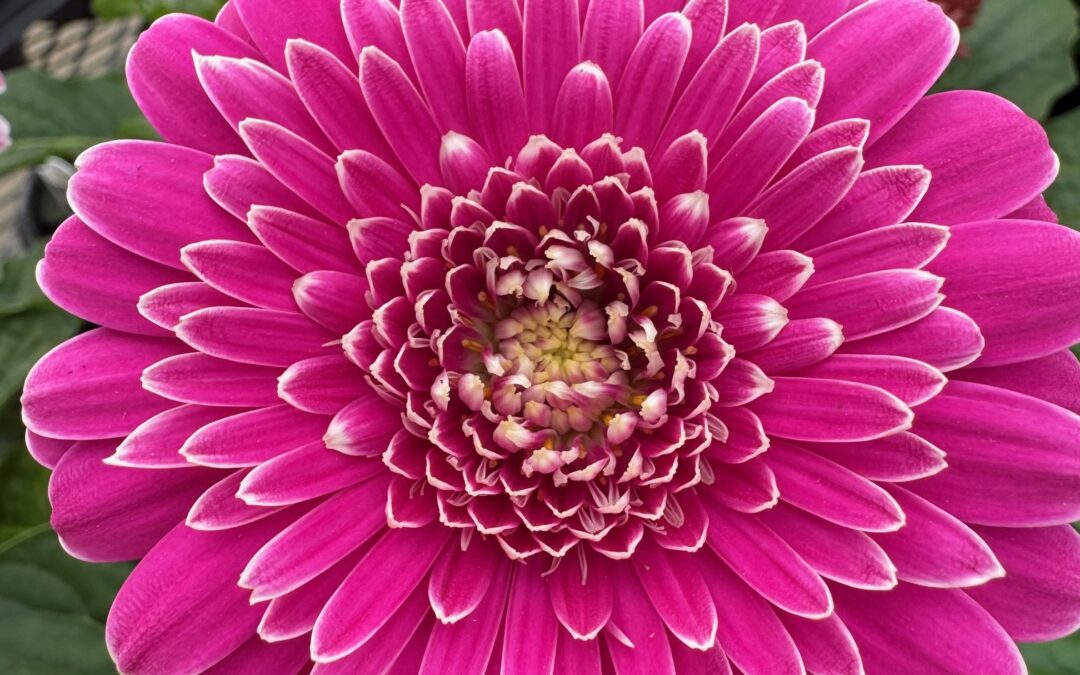 Symmetry in Nature