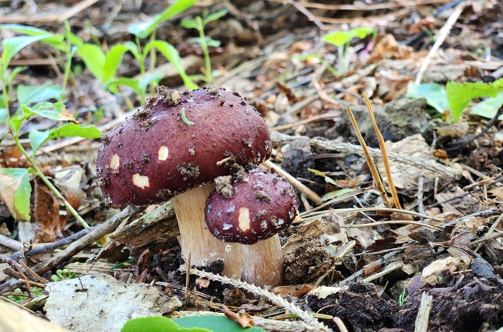 nature nerds, fungi seekers