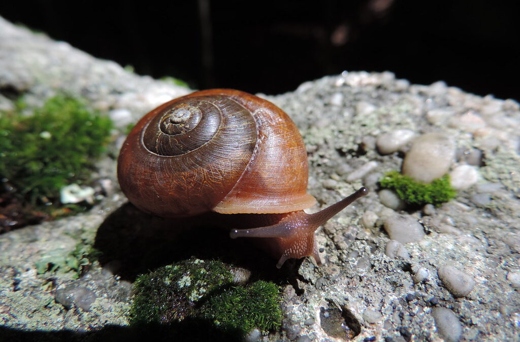 Snails