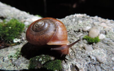 Snails
